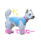 フロレベすたんぷ6（個別スタンプ：12）