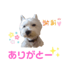 フロレベすたんぷ6（個別スタンプ：40）