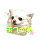 おっとりチワワのさくらちゃん（個別スタンプ：1）