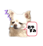 おっとりチワワのさくらちゃん（個別スタンプ：3）