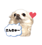 おっとりチワワのさくらちゃん（個別スタンプ：4）
