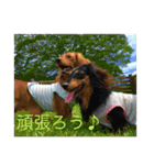 ダックスファミリー☆5（個別スタンプ：8）