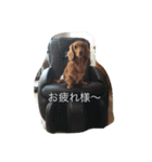 ダックスファミリー☆5（個別スタンプ：10）