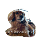 ダックスファミリー☆5（個別スタンプ：15）