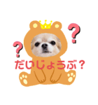 ココちゃんすたんぷ■（個別スタンプ：1）