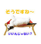 ゆずねこ2（個別スタンプ：6）