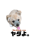我が家のハーフ犬ポメチ④（個別スタンプ：3）