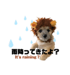 我が家のハーフ犬ポメチ④（個別スタンプ：4）