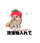 我が家のハーフ犬ポメチ④（個別スタンプ：5）