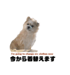我が家のハーフ犬ポメチ④（個別スタンプ：8）