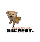 我が家のハーフ犬ポメチ④（個別スタンプ：9）