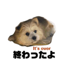 我が家のハーフ犬ポメチ④（個別スタンプ：10）