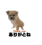 我が家のハーフ犬ポメチ④（個別スタンプ：12）