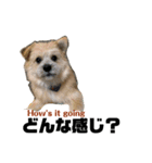 我が家のハーフ犬ポメチ④（個別スタンプ：13）