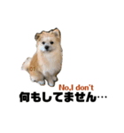 我が家のハーフ犬ポメチ④（個別スタンプ：14）
