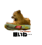 我が家のハーフ犬ポメチ④（個別スタンプ：16）