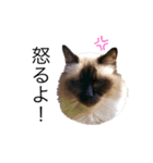 ネコいっぽん（個別スタンプ：4）