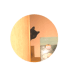 じじたまの日常①（個別スタンプ：3）