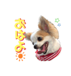 元気なチワワのマロンちゃん（個別スタンプ：2）
