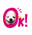 元気なチワワのマロンちゃん（個別スタンプ：4）