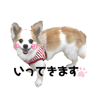 元気なチワワのマロンちゃん（個別スタンプ：5）