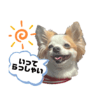元気なチワワのマロンちゃん（個別スタンプ：6）
