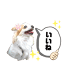元気なチワワのマロンちゃん（個別スタンプ：7）