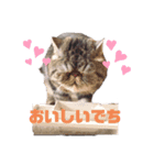ぶりたまん（個別スタンプ：2）