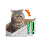 ぶりたまん（個別スタンプ：6）
