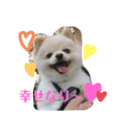 ポメラニアン♡レオ（個別スタンプ：3）