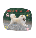 ポメラニアン♡レオ（個別スタンプ：6）