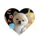 ポメラニアン♡レオ（個別スタンプ：10）