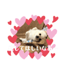 ポメラニアン♡レオ（個別スタンプ：16）