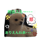 ポメラニアン♡レオ（個別スタンプ：18）