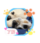 ポメラニアン♡レオ（個別スタンプ：19）