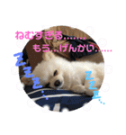 ポメラニアン♡レオ（個別スタンプ：20）