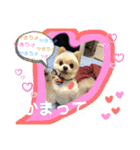 ポメラニアン♡レオ（個別スタンプ：23）