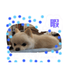ポメラニアン♡レオ（個別スタンプ：25）
