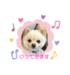 ポメラニアン♡レオ（個別スタンプ：31）