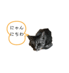 ねこでごじゃいます（個別スタンプ：1）