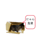 ねこでごじゃいます（個別スタンプ：2）