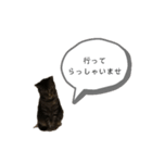 ねこでごじゃいます（個別スタンプ：3）