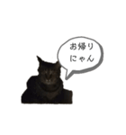 ねこでごじゃいます（個別スタンプ：4）