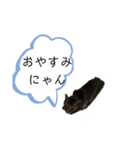 ねこでごじゃいます（個別スタンプ：5）