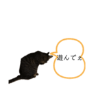 ねこでごじゃいます（個別スタンプ：7）