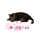 ねこでごじゃいます（個別スタンプ：8）