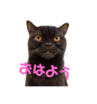 もこふく（個別スタンプ：1）