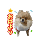 ポメラニアン★ポロン（個別スタンプ：1）
