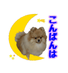 ポメラニアン★ポロン（個別スタンプ：4）