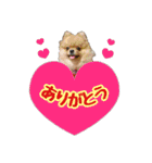 ポメラニアン★ポロン（個別スタンプ：5）